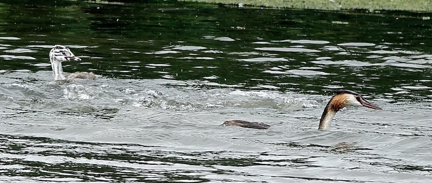 great crested grebe